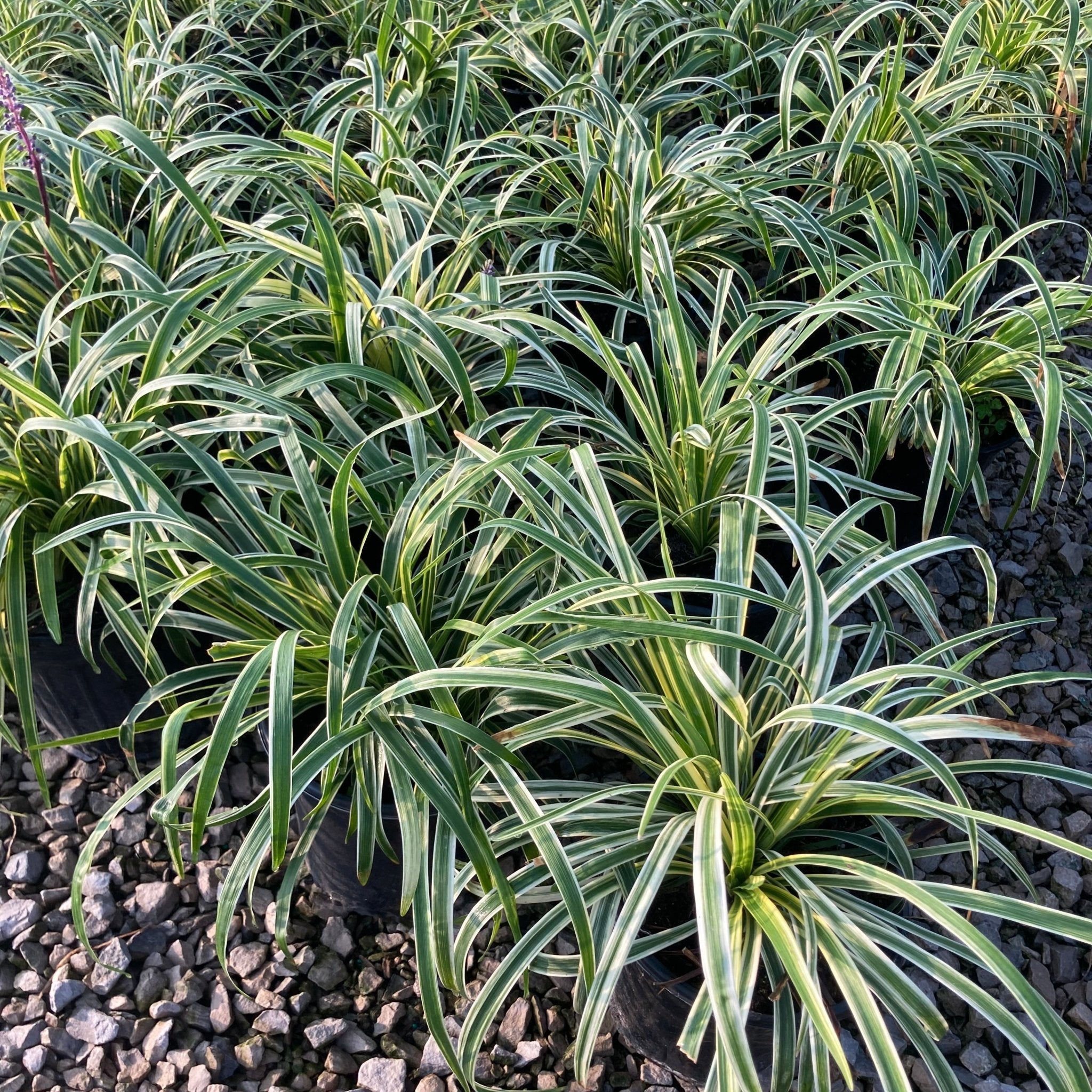 Silvery Sunproof Liriope – Variegated Lilyturf Hardy Perennial