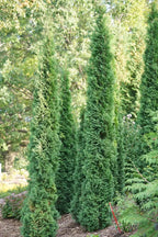 Bonny's Garden Center Thin Man Arborvitae - narrow evergreen privacy hedge