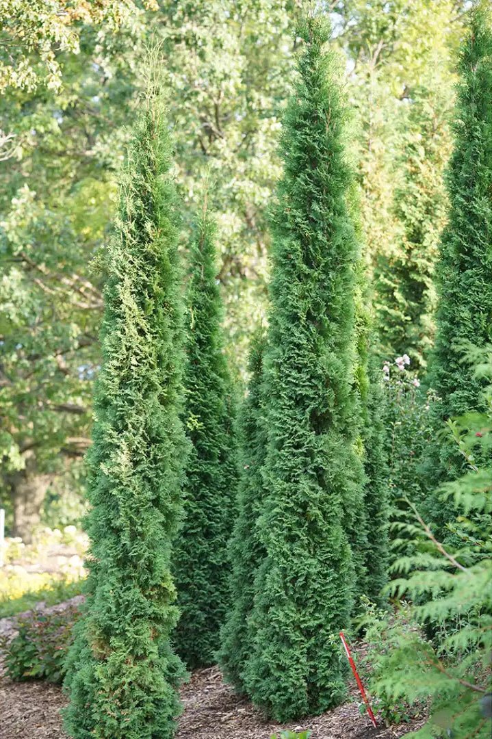 Bonny's Garden Center Thin Man Arborvitae - narrow evergreen privacy hedge