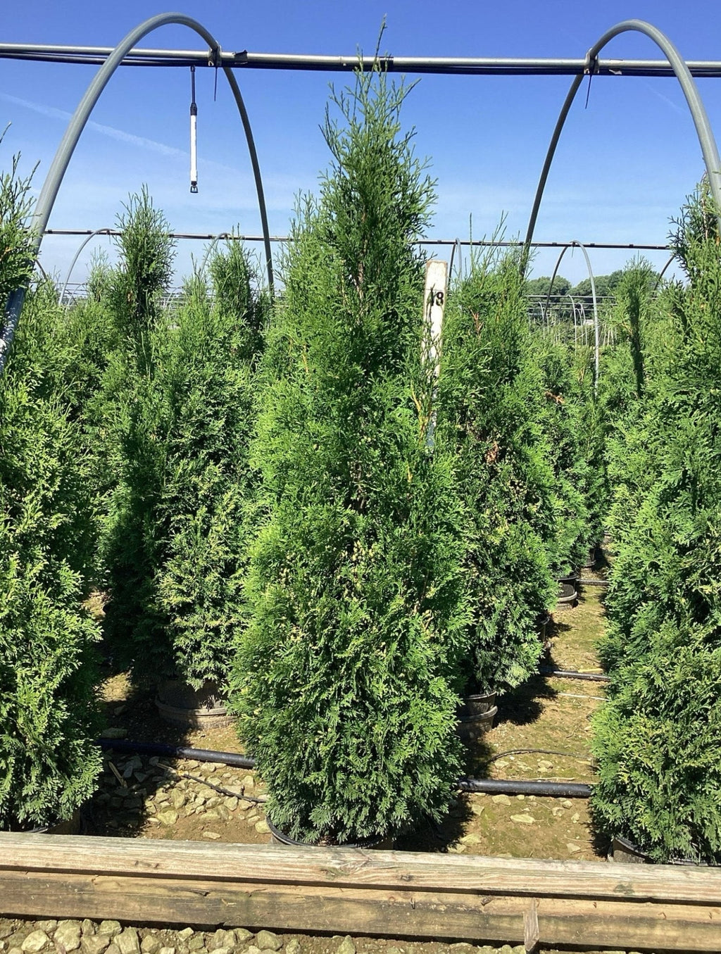 Arborvitae – Ultra-Narrow Privacy Hedge