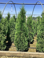 Arborvitae – Ultra-Narrow Privacy Hedge