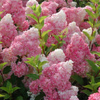 Panicle Hydrangea – Color-Changing Flowering Shrub