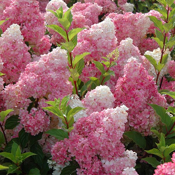 Panicle Hydrangea – Color-Changing Flowering Shrub