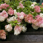 Panicle Hydrangea – Color-Changing Flowering Shrub