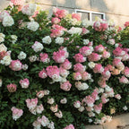 Bonny's Garden Center Vanilla Strawberry Panicle Hydrangea with pink and white cone-shaped blooms