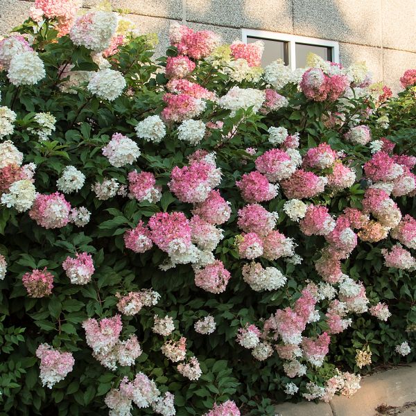 Bonny's Garden Center Vanilla Strawberry Panicle Hydrangea with pink and white cone-shaped blooms
